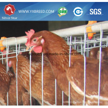 Camada de frango Poultry Farm Equipment (A3L120)